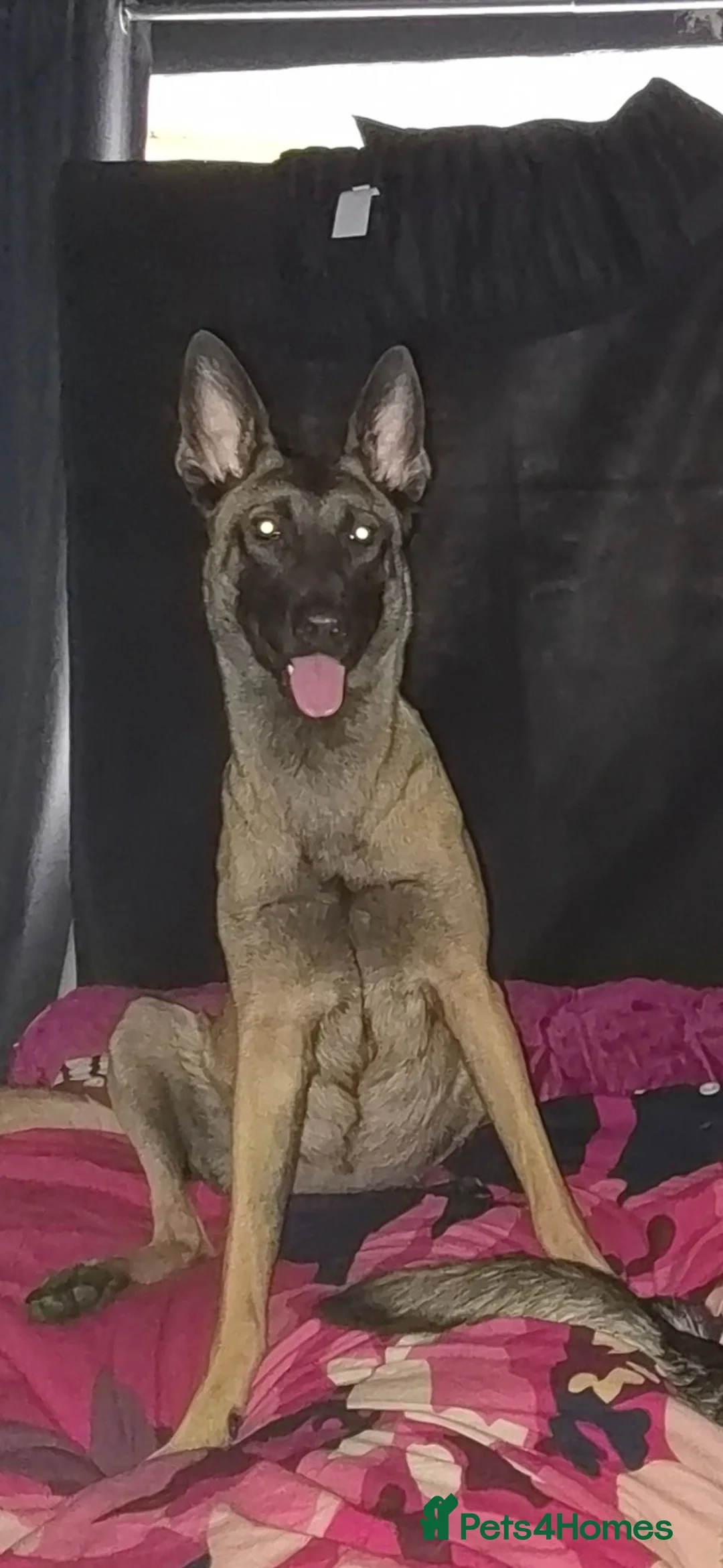 Belgian Shepherd Dog dogs for sale: Beautiful Belgian Malinois  in Sunderland - Advert 1