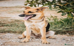 Mixed Breed dogs for adoption: Robin - Image 2