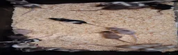 Mouse rodents for sale: Fancy Pet Mice , Females  - Advert 2