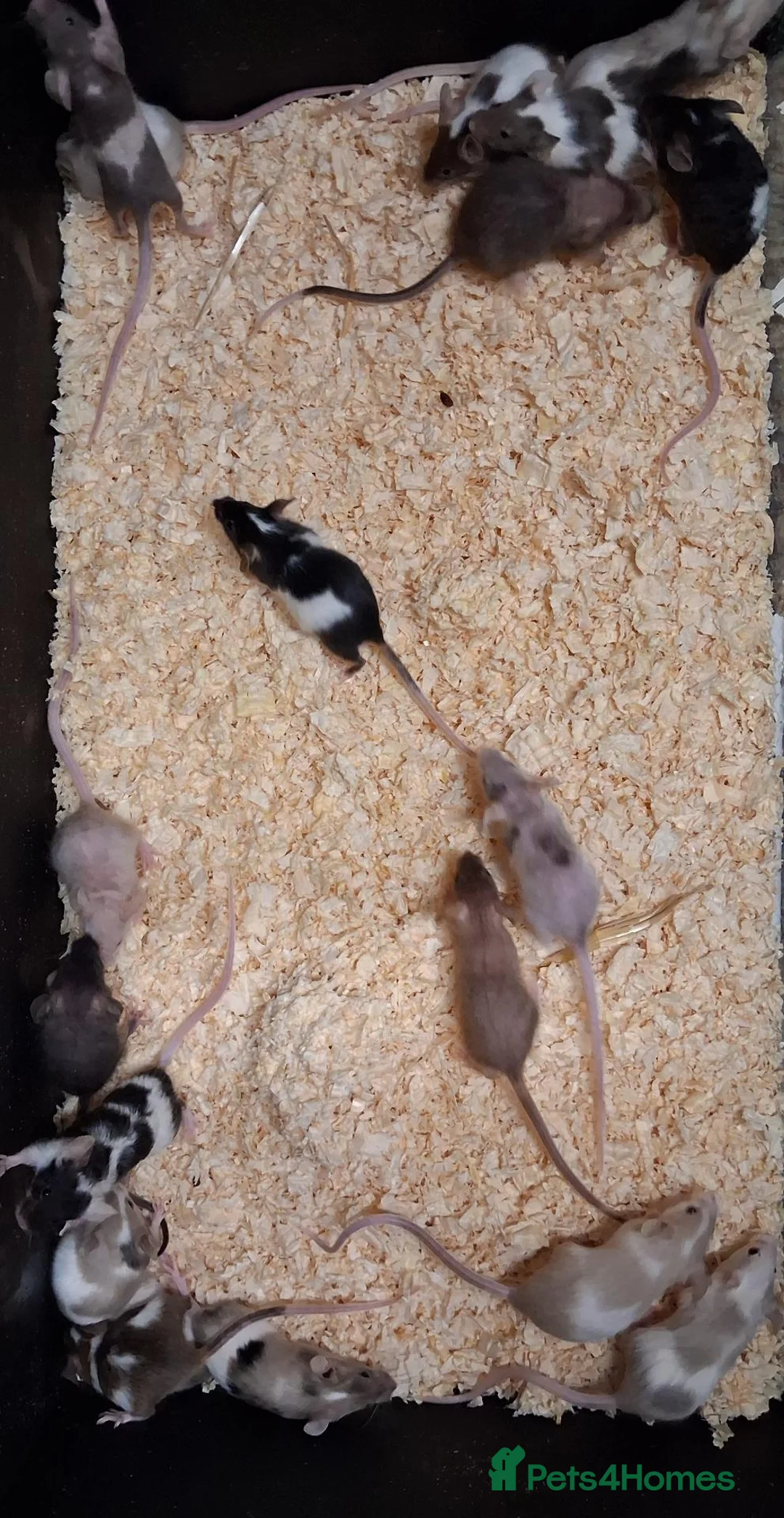 Mouse rodents for sale: Fancy Pet Mice , Females  - Advert 2