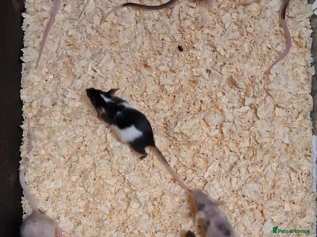 Mouse rodents for sale: Fancy Pet Mice , Females - Advert 2