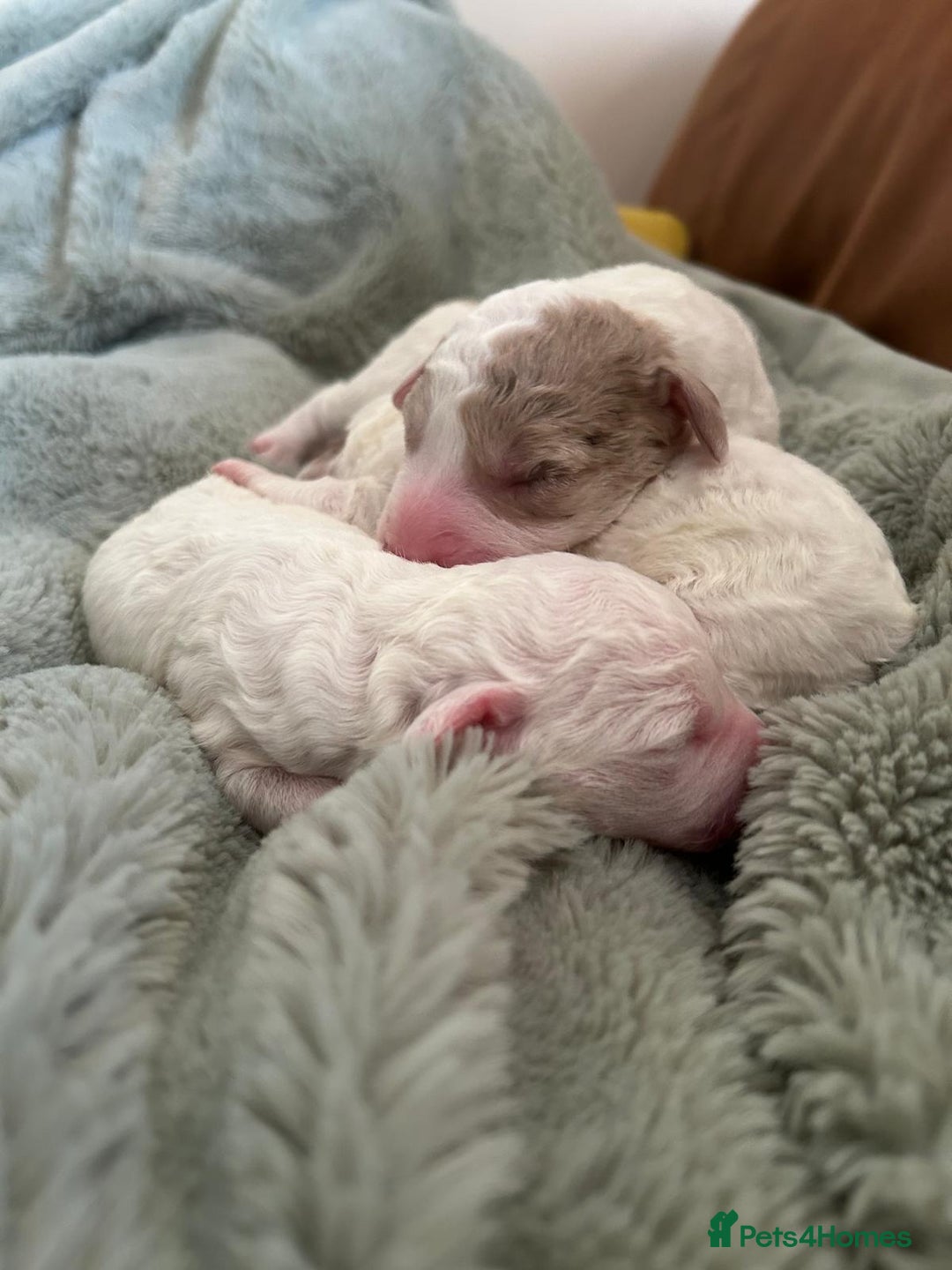 Labradoodle dogs for sale: Australian Labradoodle Puppies - Advert 14