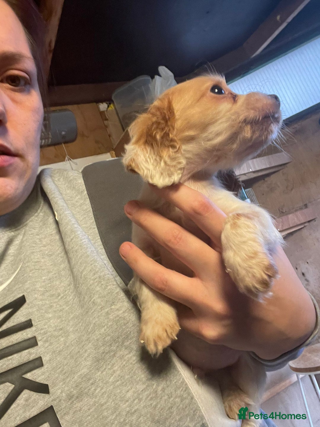 Cocker Spaniel dogs for sale: 3 loving boy cocker spaniels  - Advert 3