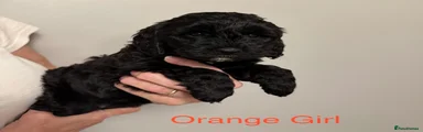Cockapoo Puppy 1