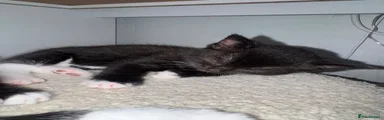 Domestic Shorthair 1