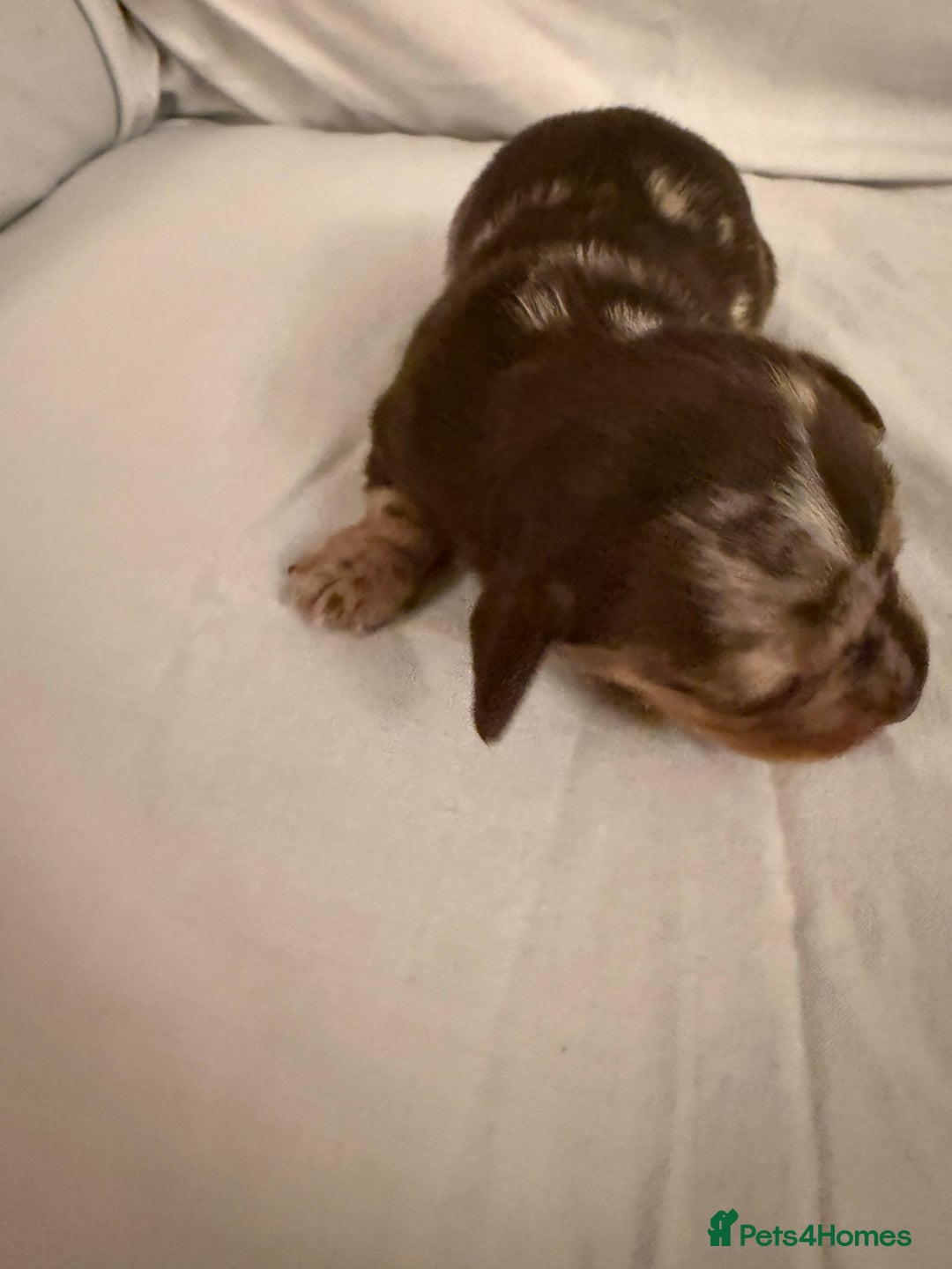 Dachshund dogs for sale: Miniature Dachshund puppies for sale - Advert 24