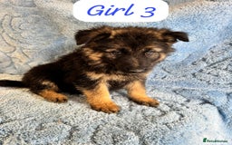 German Shepherd dogs for sale: German shepherd puppies  - Image 7