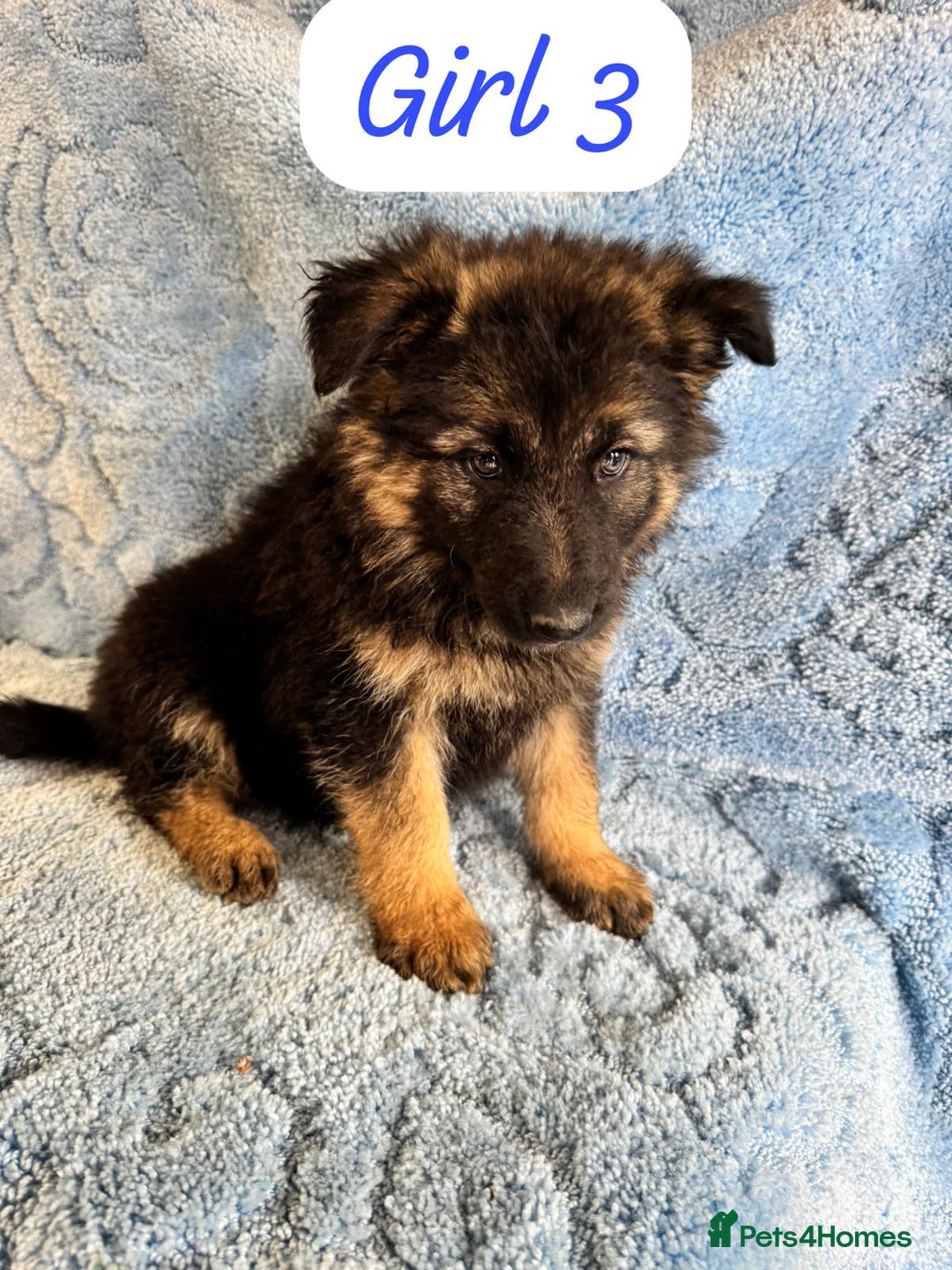 German Shepherd dogs for sale: German shepherd puppies  - Image 7