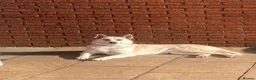 Huskita dogs for sale: Male huskita for sale - Advert 6