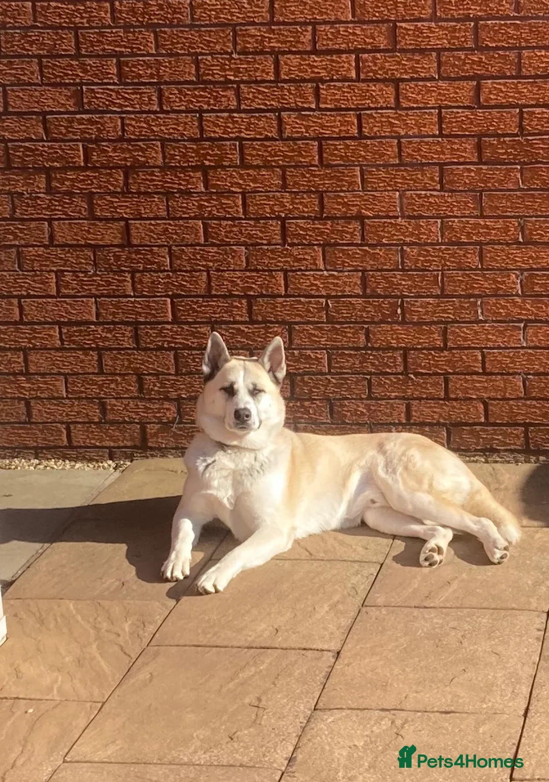 Huskita dogs for sale: Male huskita for sale - Advert 6