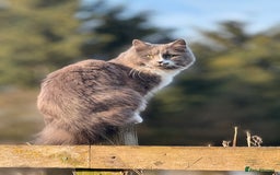 Siberian cats for sale: Part Siberian Kittens  - Image 4