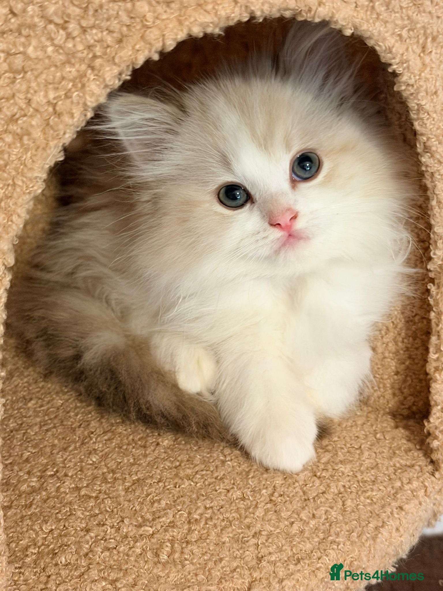 Ragdoll cats Chocolate mink tabby bi colour ragdoll ready now  - Advert 1