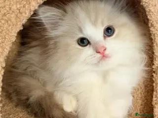 Ragdoll cats Chocolate mink tabby bi colour ragdoll ready now - Advert 1