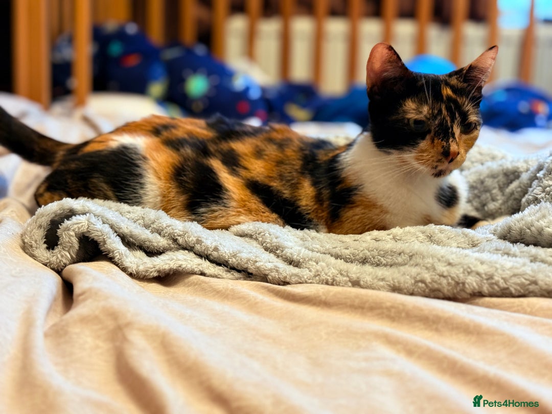 Mixed Breed cats for sale: Lovely kittens looking for a new home - Image 6