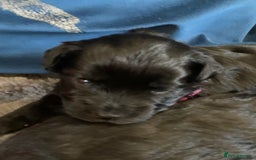 Schnoodle dogs for sale: LAst GIRL REDUCED READY NOW  - Image 22
