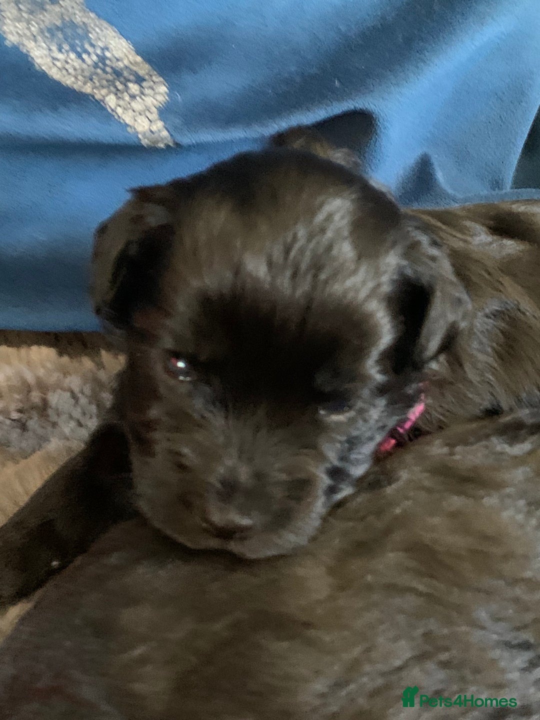 Schnoodle dogs for sale: LAst GIRL REDUCED READY NOW  - Image 22