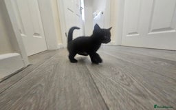 Mixed Breed cats for sale: Kittens  - Image 8
