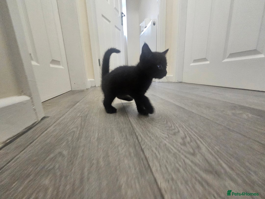 Mixed Breed cats for sale: Kittens  - Image 8
