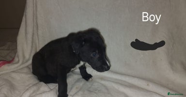 Lurcher dogs - Advert 3