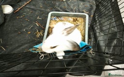 Mixed Breed rabbits for sale: Mix breed male neutered, vaccinated 6 months.  - Image 1