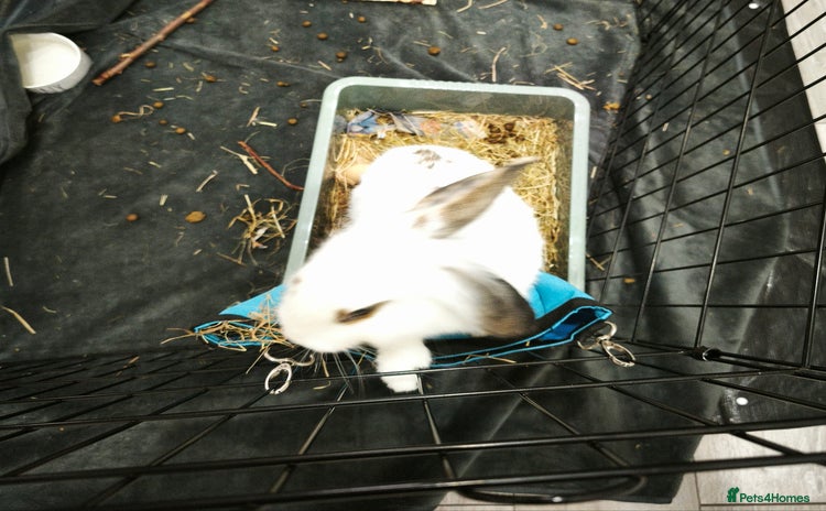 Mixed Breed rabbits - Advert 5