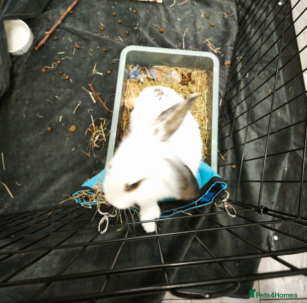 Mixed Breed rabbits for sale: Mix breed male neutered, vaccinated 6 months.  - Image 1