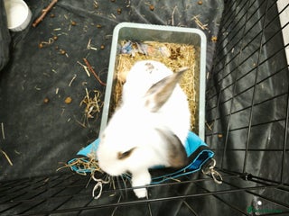 Mixed Breed rabbits - Advert 2