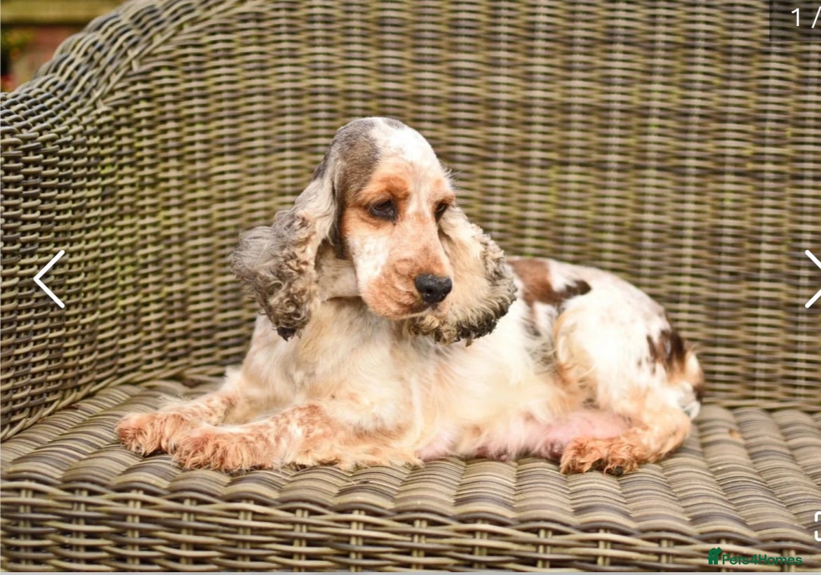 Cocker Spaniel dogs Chocolate roan and tan show cockerspaniel  - Advert 6