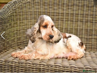 Cocker Spaniel dogs Chocolate roan and tan show cockerspaniel - Advert 6