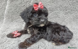 Cockapoo dogs for sale: Cockerpoo puppies - Image 9