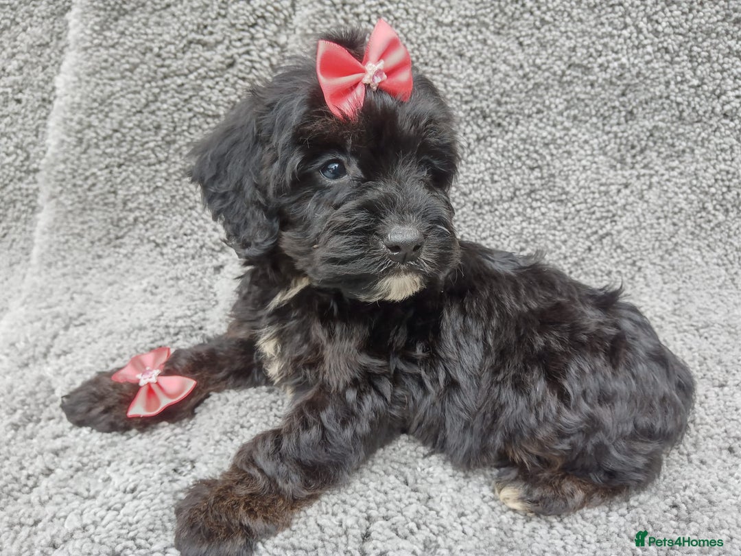 Cockapoo dogs for sale: Cockerpoo puppies - Image 9