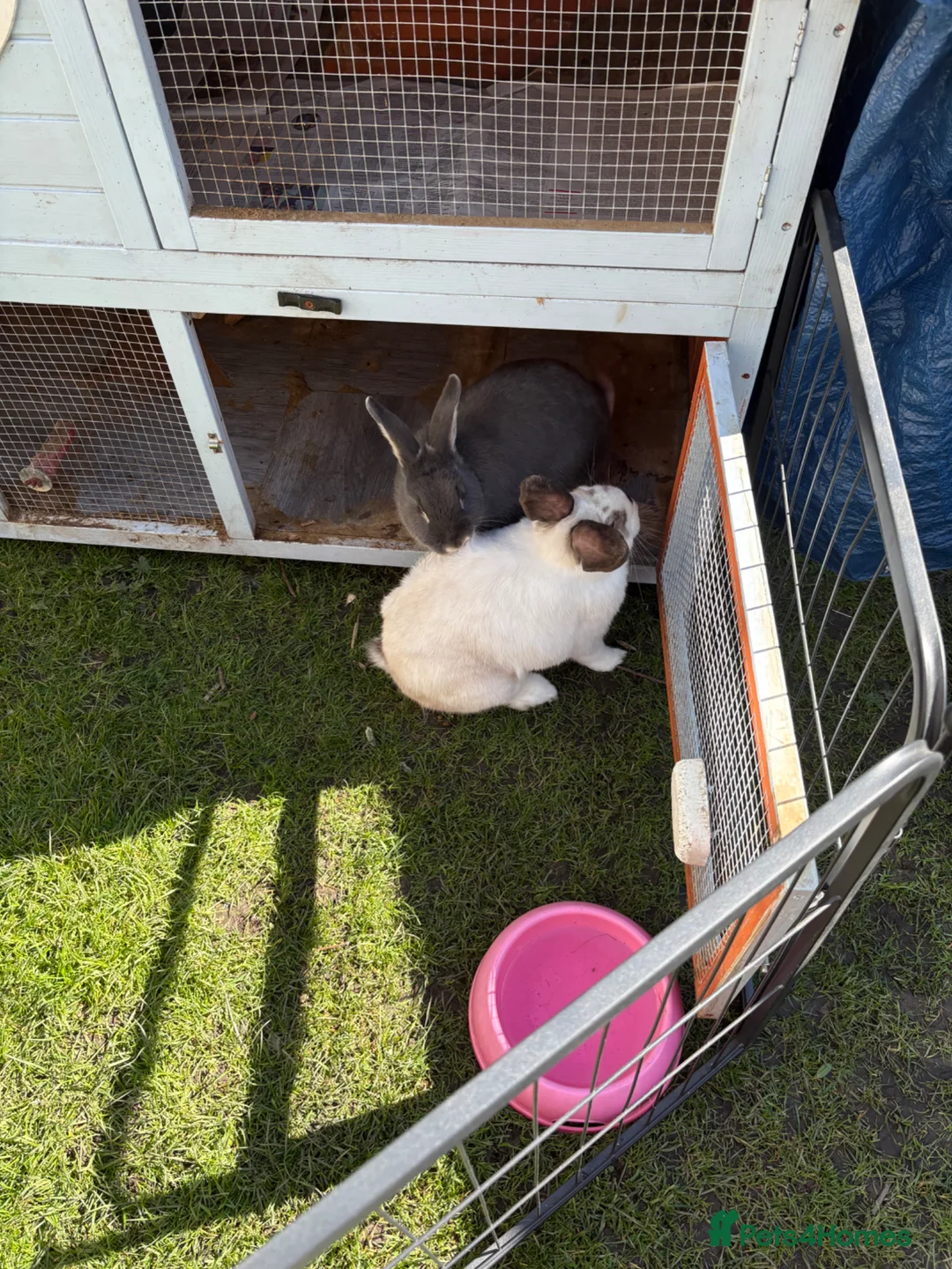 Mixed Breed rabbits for sale: Bonded Pair Of Rabbits  in Leek - Advert 1