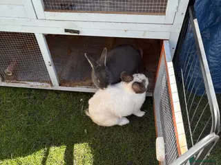 Mixed Breed rabbits Bonded Pair Of Rabbits - Advert 1