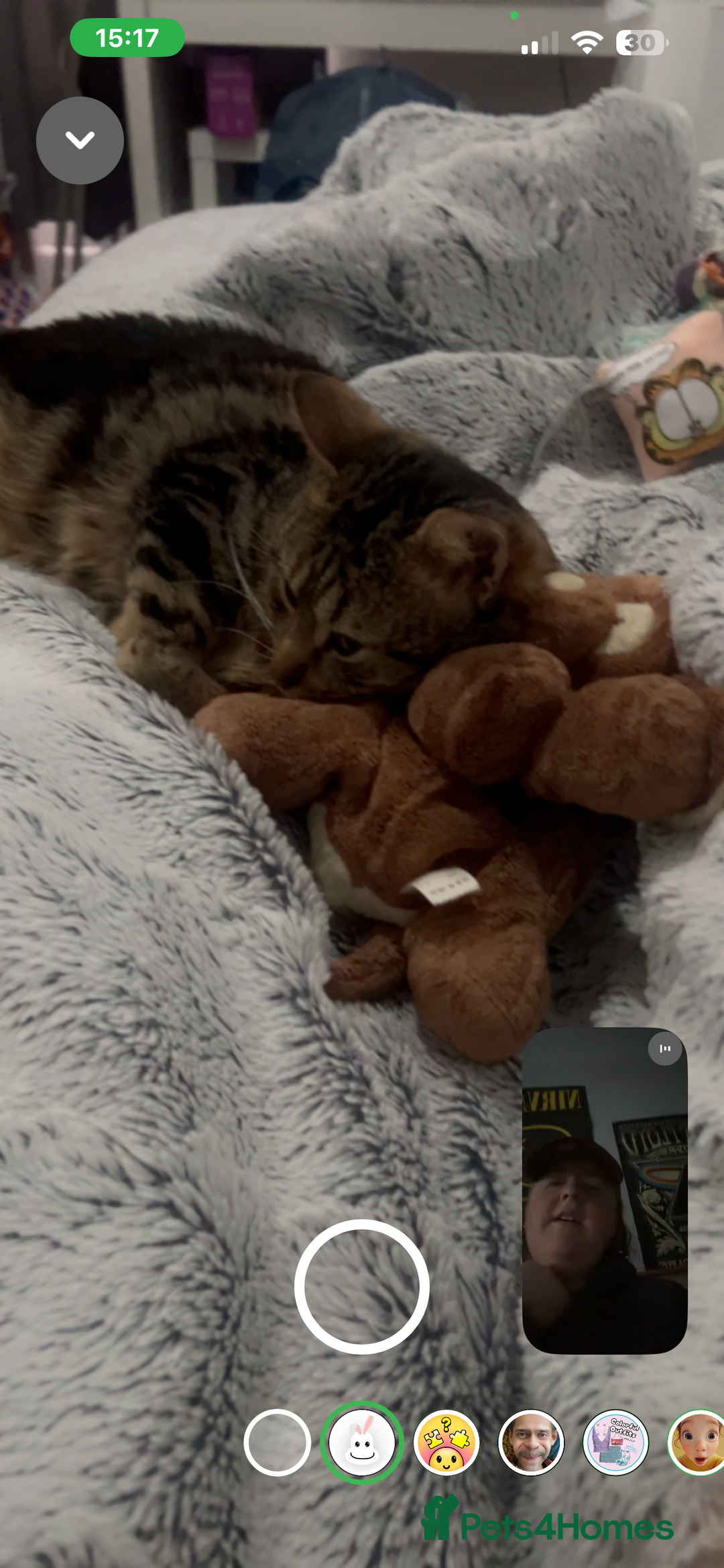 Mixed Breed cats for sale: 16 months old tabby boy asap - Advert 3