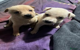 Mixed Breed dogs for sale: 8 beautiful pups  - Image 8