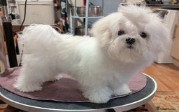 Maltese dogs for sale: Gorgeous KC pedigree Maltese puppy reduced price - Image 26