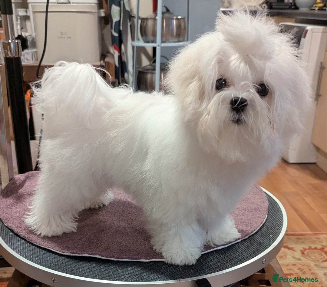 Maltese dogs for sale: Gorgeous KC pedigree Maltese puppy reduced price - Image 26