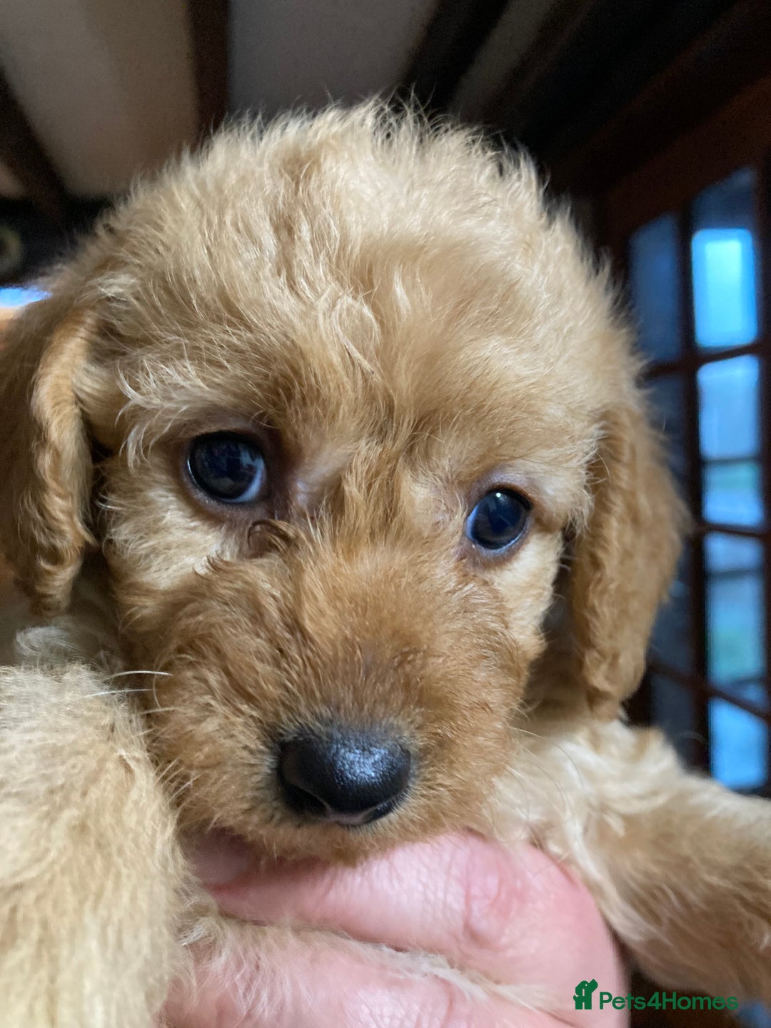 Bordoodle dogs for sale:  Beautiful Bordoodle Puppies inc Merle/Apricot - Advert 4