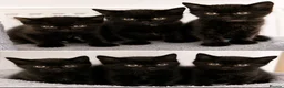 Mixed Breed cats for sale: Stunning Black “Mini Panther” Kittens  - Advert 3