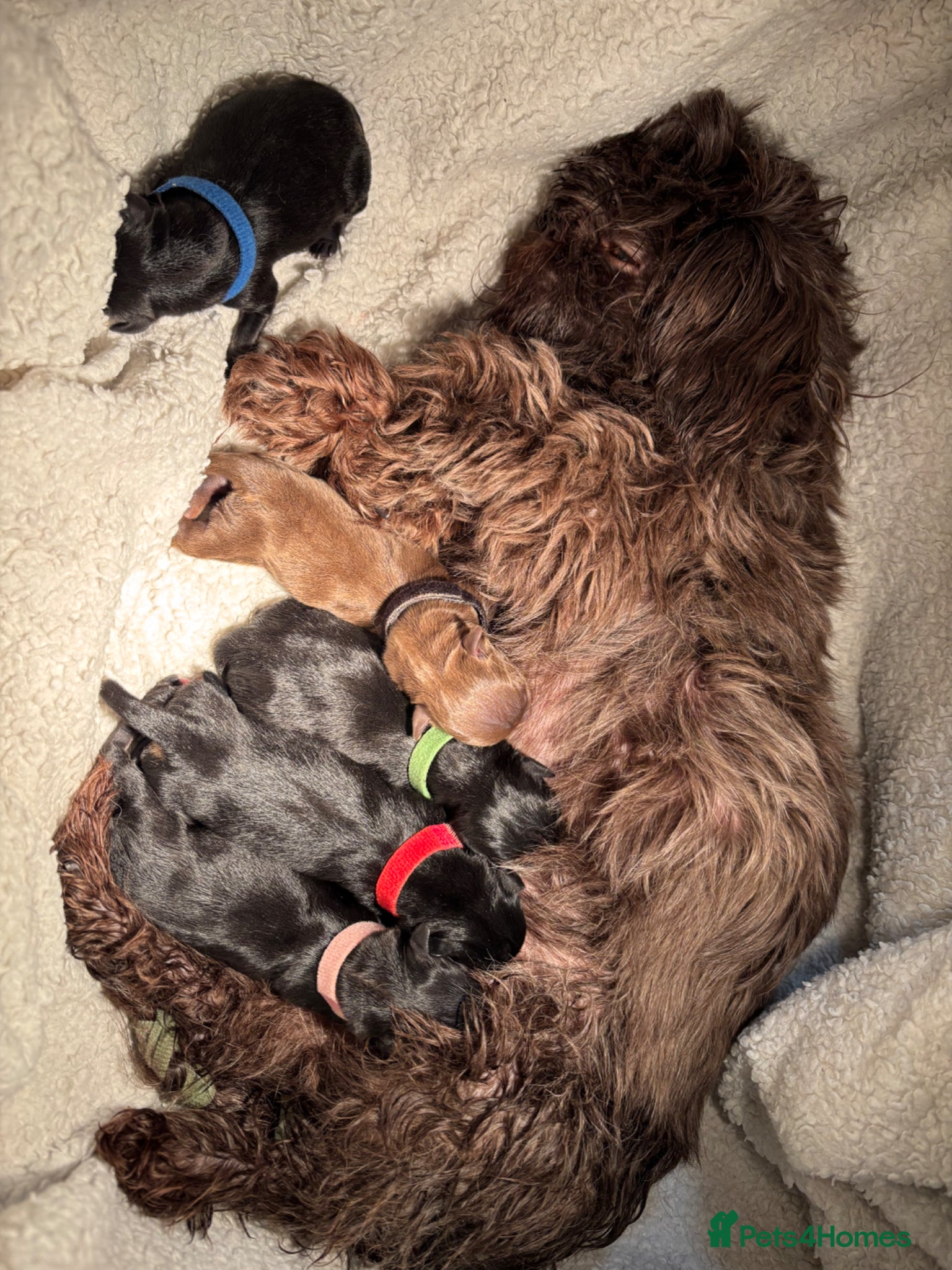 Mixed Breed dogs Imperial Shitzu cross - Advert 5
