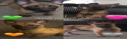 Belgian Shepherd Dog dogs for sale: Beautiful Belgian malinois pups  - Advert 2