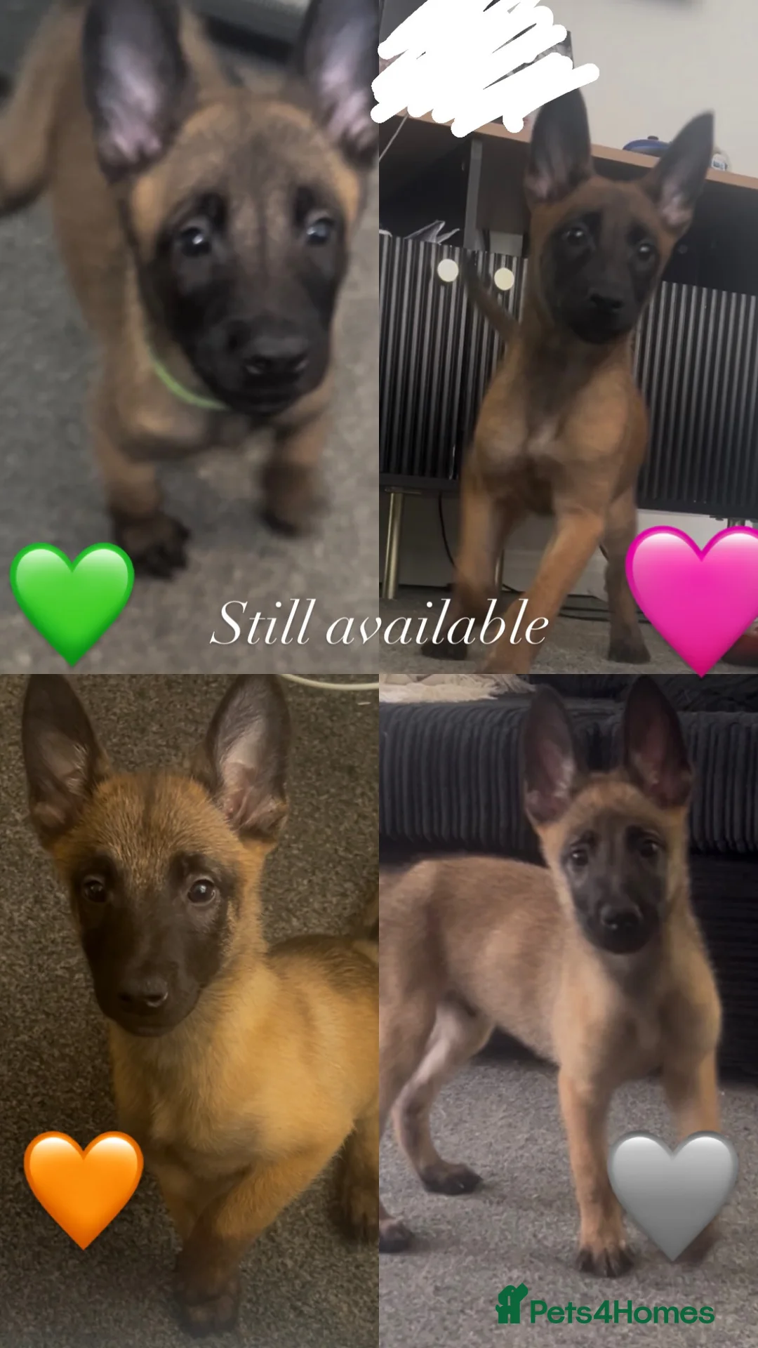 Belgian Shepherd Dog dogs for sale: Beautiful Belgian malinois pups  - Advert 2