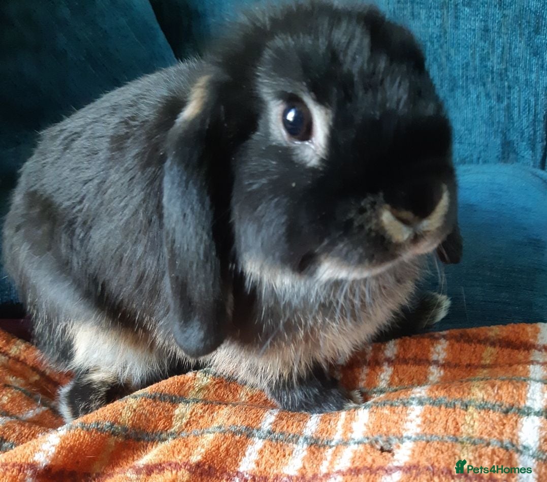 Mini Lop rabbits Baby mini lop girl  - Advert 15