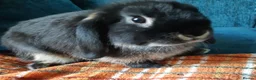 Mini Lop rabbits for sale: Baby mini lop girl  - Advert 1