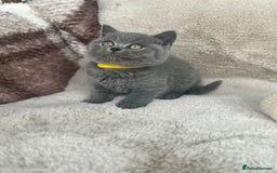 British Shorthair cats for sale: Beautiful Pure bred British shorthair kittens - Image 12