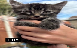 Domestic Shorthair cats for sale: 5 Beautiful kittens ready to leave  - Image 11
