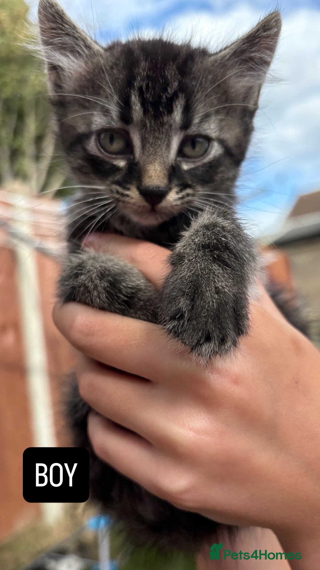 Domestic Shorthair cats for sale: 5 Beautiful kittens ready to leave  - Image 11