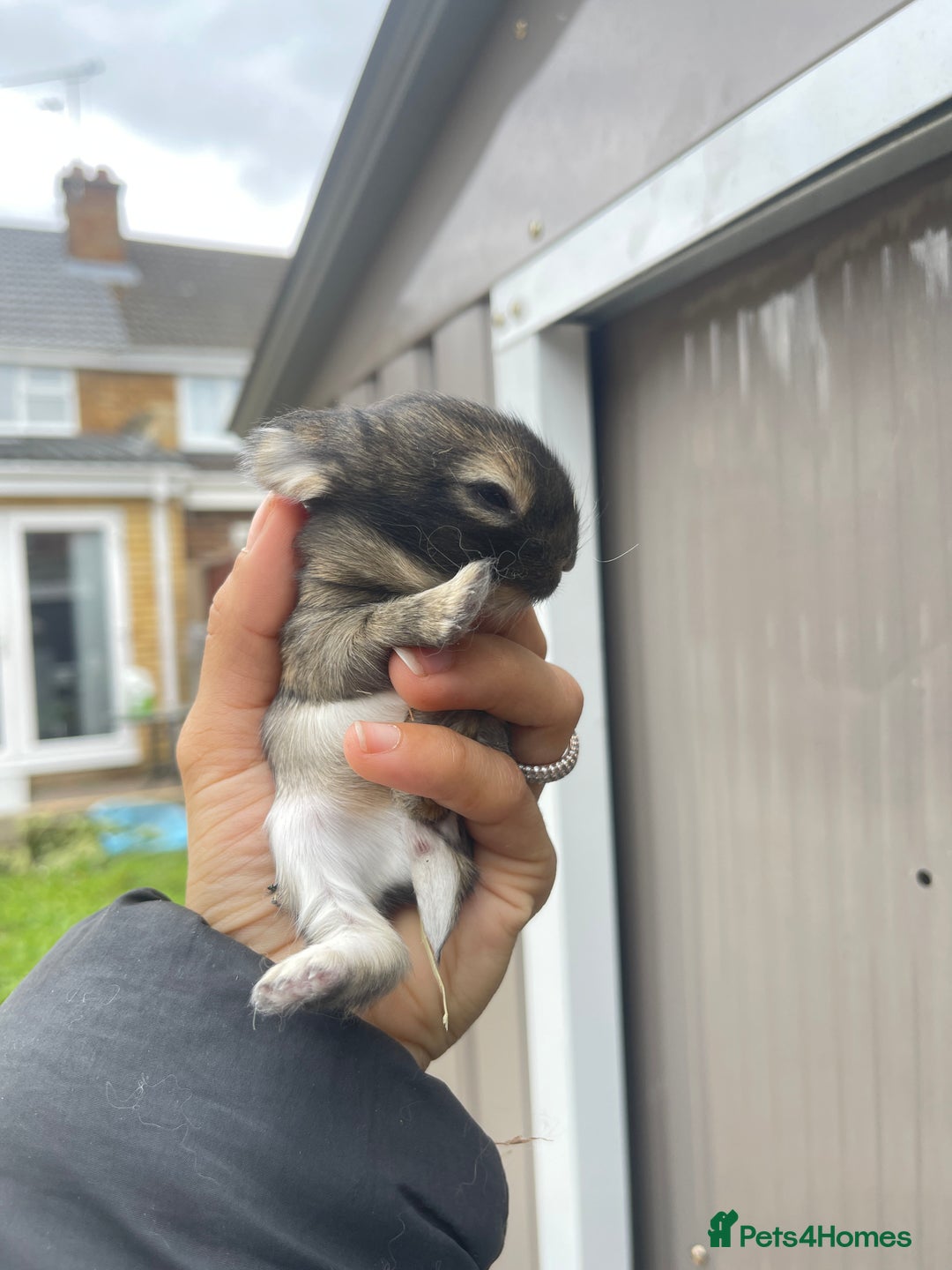 Mini Lion Lop rabbits for sale: Mini lop lion heads  - Image 2