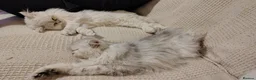 Persian cats for sale: URGENT REHOMING PERSIAN SILVER CHINCHILLA  - Advert 32