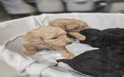 Standard Poodle dogs for sale: Stunning 5* Standard chunky poodle puppies 🐶  - Image 15